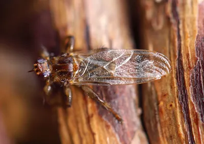 Фото Лосиной мухи: природа в микроскопе