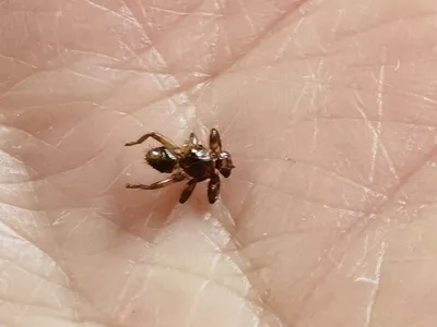 Фото Лосиной мухи: уникальные моменты в жизни насекомого