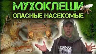 Лосиная муха: фото, раскрывающие ее уникальность