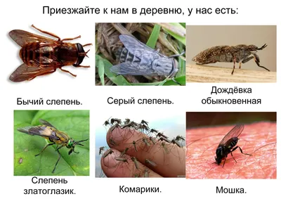 Лосиная муха фотографии
