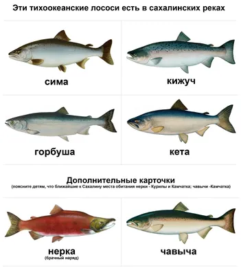 Фотки лососевых рыб с описанием