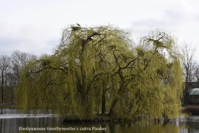 Фотографии Лозы: бесплатное скачивание в разных разрешениях