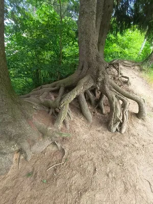 Мудрость природы: Лоза на фотографиях