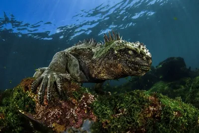 Лучшие изображения морских районов: Фото на айфон для вашего экрана