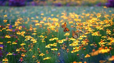 Луга с цветами и бабочками  фото