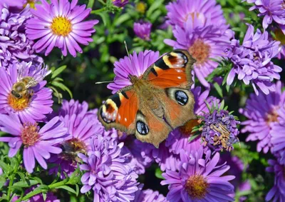 Фотография природы с бабочками и цветами на заднем плане