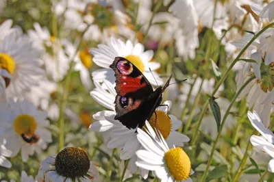 Изображение радужного луга с милыми бабочками