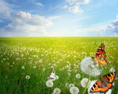 Картина с бабочками и цветами на прекрасном лугу