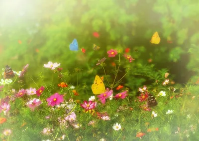 Фото, изображающее бабочек на цветочном лугу