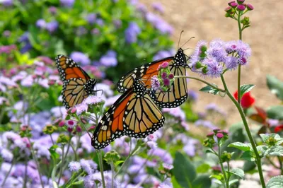 Фотка с яркими бабочками и разноцветными цветами на фоне