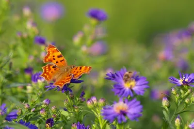 Фотография луга с бабочками и цветами