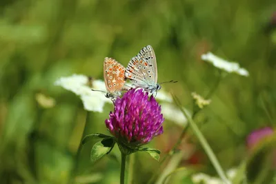 Фотография удивительного пейзажа с бабочками и красивыми цветами