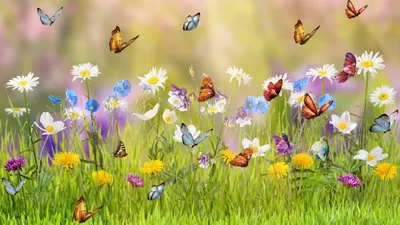 Изображение бабочек на красивом лугу