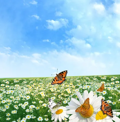 Фотография луга с бабочками и цветами на фоне голубого неба