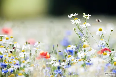 Картина бабочек и цветов на прекрасном пейзаже