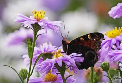 Фото бабочек и цветов на лугу