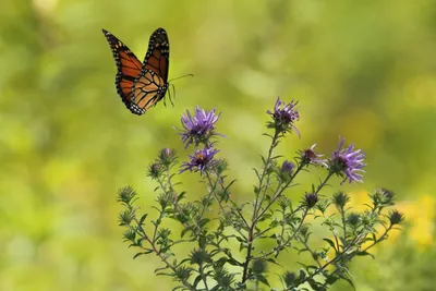 Фотография яркого пейзажа с бабочками и красивыми цветами