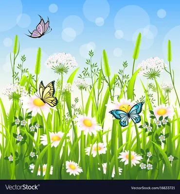 Фотография луга с бабочками и цветами на фоне зеленой травы
