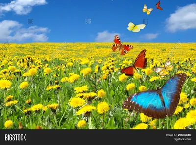 Фотка с прекрасными бабочками и узорными цветами на фоне заходящего солнца