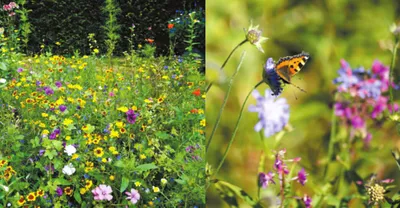 Фотография бабочек и цветов на живописном лугу в формате JPG