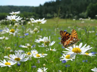 Картинка луга с красивыми бабочками и разноцветными цветами во всей красе