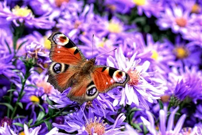 Картинка с красочными бабочками и разноцветными цветами на фоне густого леса