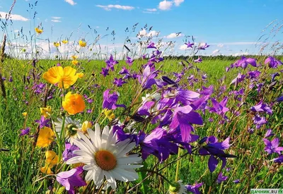 Фотка с яркими бабочками и красивыми цветами на фоне поля с подсолнухами