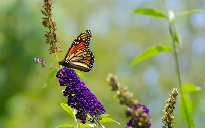 Картинка луга с красивыми бабочками и разноцветными цветами, доступными для скачивания