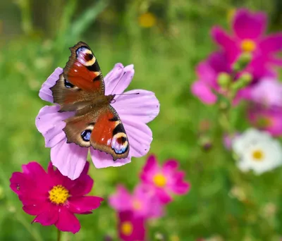 Фото, изображающее бабочек на цветочном лугу с прогулочной дорожкой