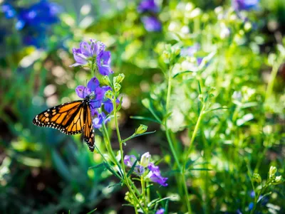 Фотография бабочек и цветов на живописном лугу в формате JPG и PNG