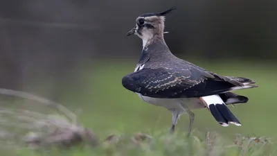 Луговка: Уникальные фото птиц на природе