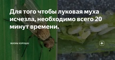 Личинки луковой мухи: фотографии в естественной среде