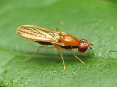 Луковая муха фотографии