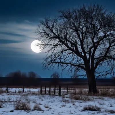 Зимний вечер с Луной: Разнообразие изображений