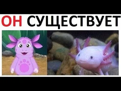 Улыбнитесь с Лунтиком - смешные фото для хорошего настроения!