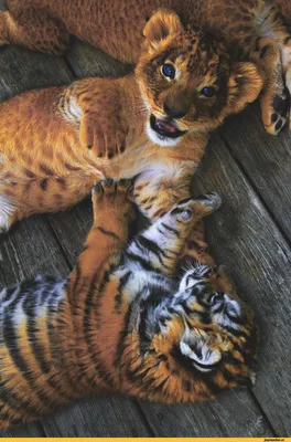 Маленький левенок среди тигровых друзей