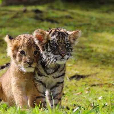 Очаровательные тигрята и их львятки на снимке