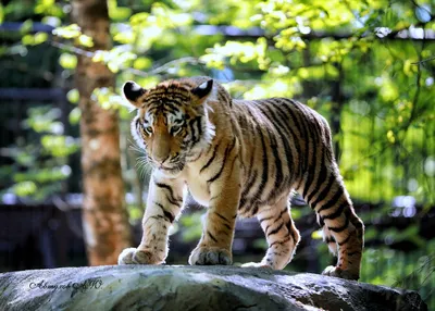 Фотографии маленьких львят и игривых тигрят