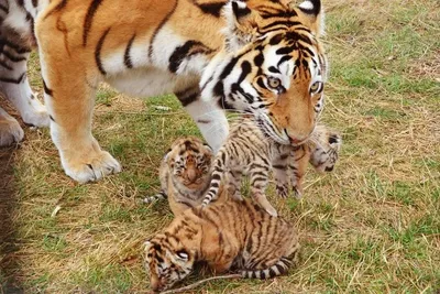 Фото львят и тигрят вместе
