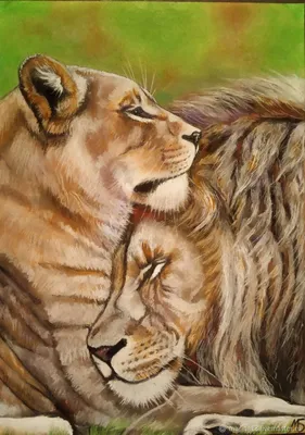 Львы любовь  фото