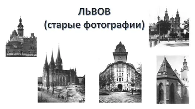 Львы старые на фотографии