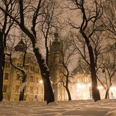 Фотка львов зимой: закаленные во льдах лапы и сильные челюсти