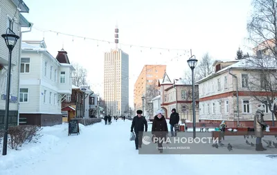 Львы зимой: мощь и безудержная энергия в холодных снежных полях