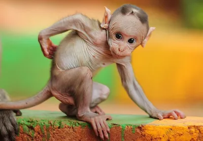 Лысая обезьяна  фото