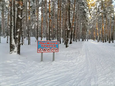 В поисках приключений: лыжники в уединенном лесу (Фото)