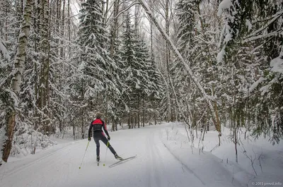 В поисках свободы: лыжник в лесу (Фото)