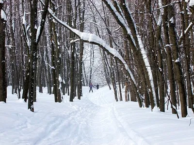 Лыжная трасса пронизывает лес: впечатляющие фото