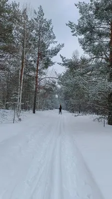 Лыжники в лесу: приключение за пределами городской суеты (Фото)