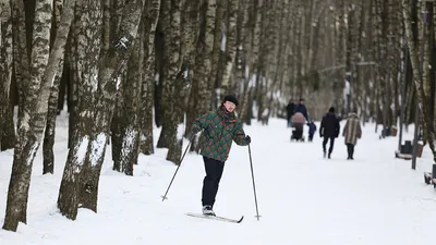 Изображения лыжников в лесу - великолепный вид