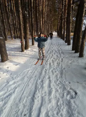 Фотк лыжников среди зимнего лесного пейзажа